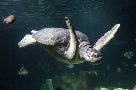 Grüne Meeresschildkröte im SEA LIFE Hannover. Diese Tiere werden normalerweise bis zu 80 Jahre alt, es sei denn sie begegnen im Laufe ihres Lebens einer Plastiktüte