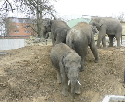 Die vier Elefantenbullen erkunden ihr erweitertes Terrain. Neu für sie sind nicht nur der Flächenzuwachs und die steile Böschung zum Training ihrer motorischen Fähigkeiten; neben Sand haben sie nun auch einen zusätzlichen Belag aus Naturboden