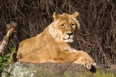 Die 19jährige Löwin Sita im Zoo Heidelberg