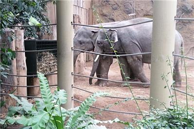 Im Elefantenhaus sorgt ein zusätzlicher Heukorb für Abwechslung beim Fressen.